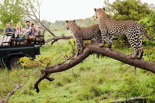 Safari & cultural experience in (Pilanesberg) - Photo 1 of 7